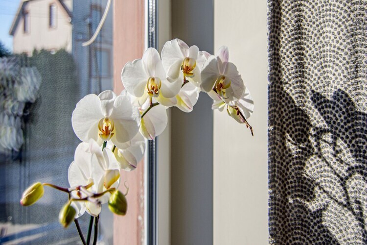 Le Mille Fiori House, maison 200 m² Lemberg - Photo 39