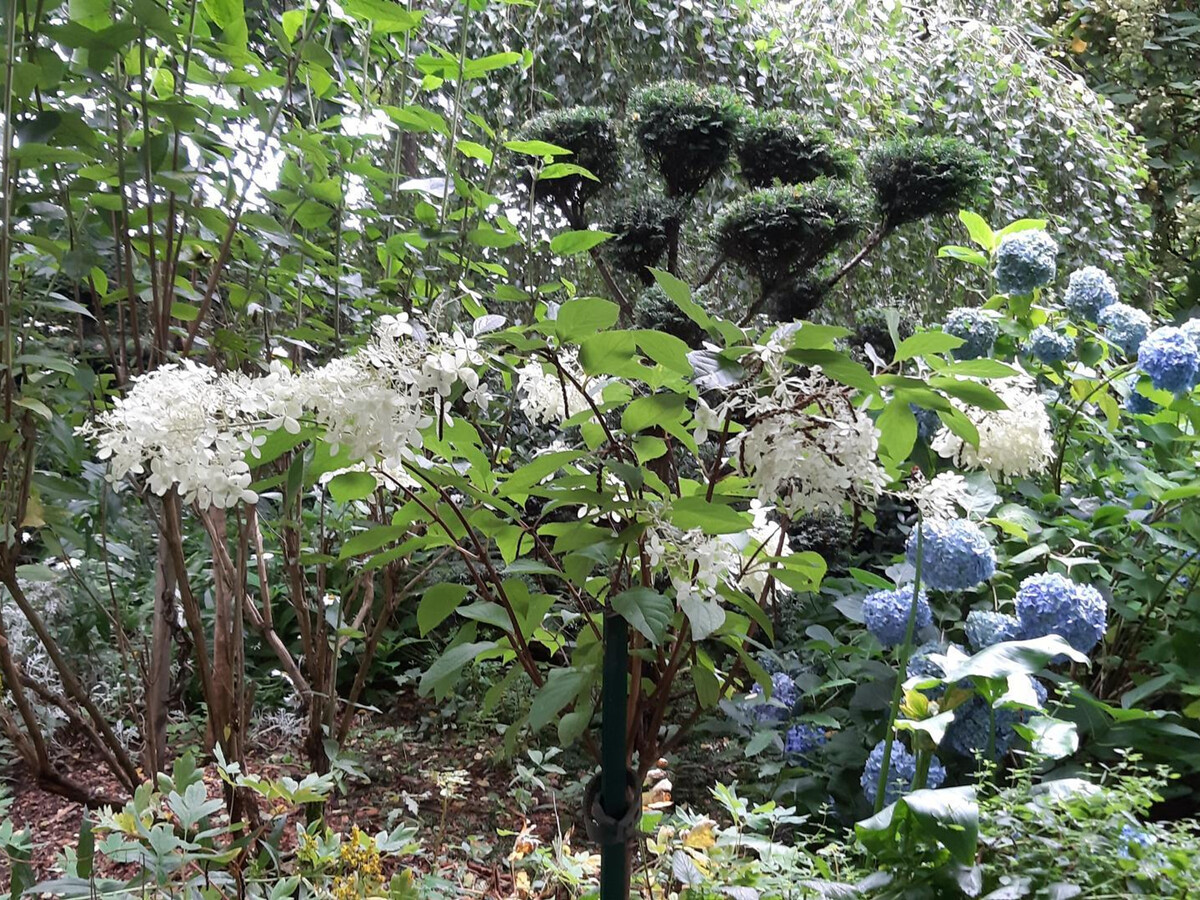 Maison en pierre rénovée avec jardin paysager à Villedieu - Photo 21