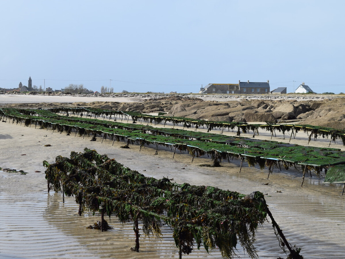 Gîte bord de mer avec accès direct plage à Gatteville - Photo 34