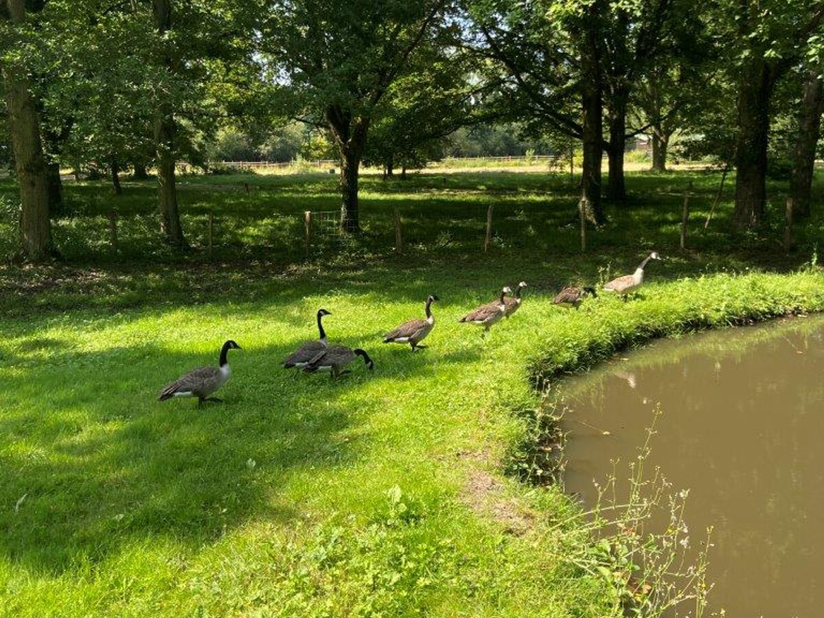 Gîte 6 pers. avec étang privé à Senlisse, parc 2 ha - Photo 14