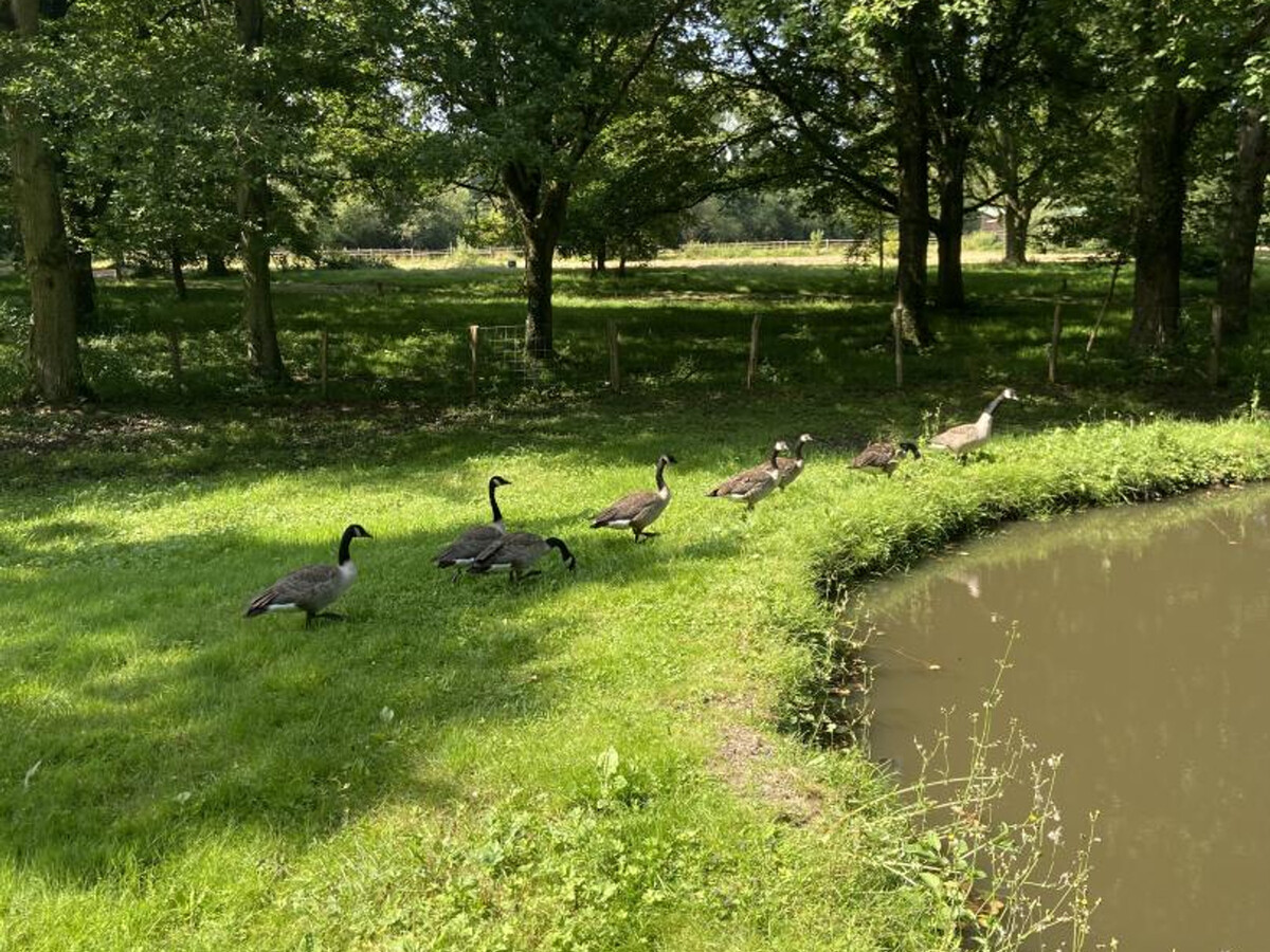 Gîte 6 pers. avec étang privé à Senlisse, parc 2 ha - Photo 33