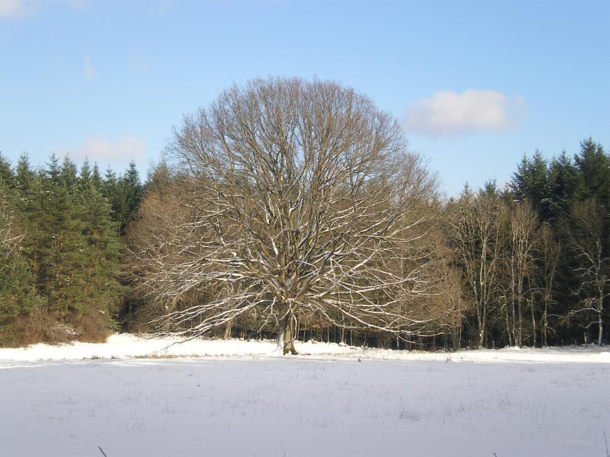 Gîte 3 épis Les Sapins - Terrasse sud, terrain clos, 4 pers. - Photo 22