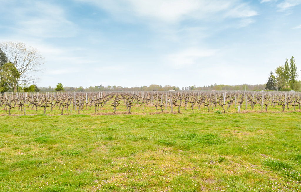 Maison vignobles Langon, terrasse spacieuse et jardin - Photo 13