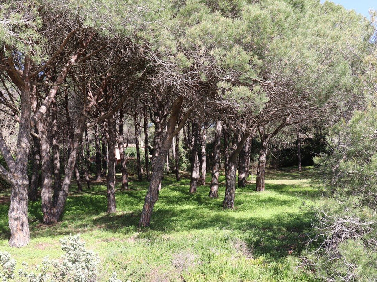 Villa 4 chambres en pinède, accès direct plage à Cavalaire - Photo 4