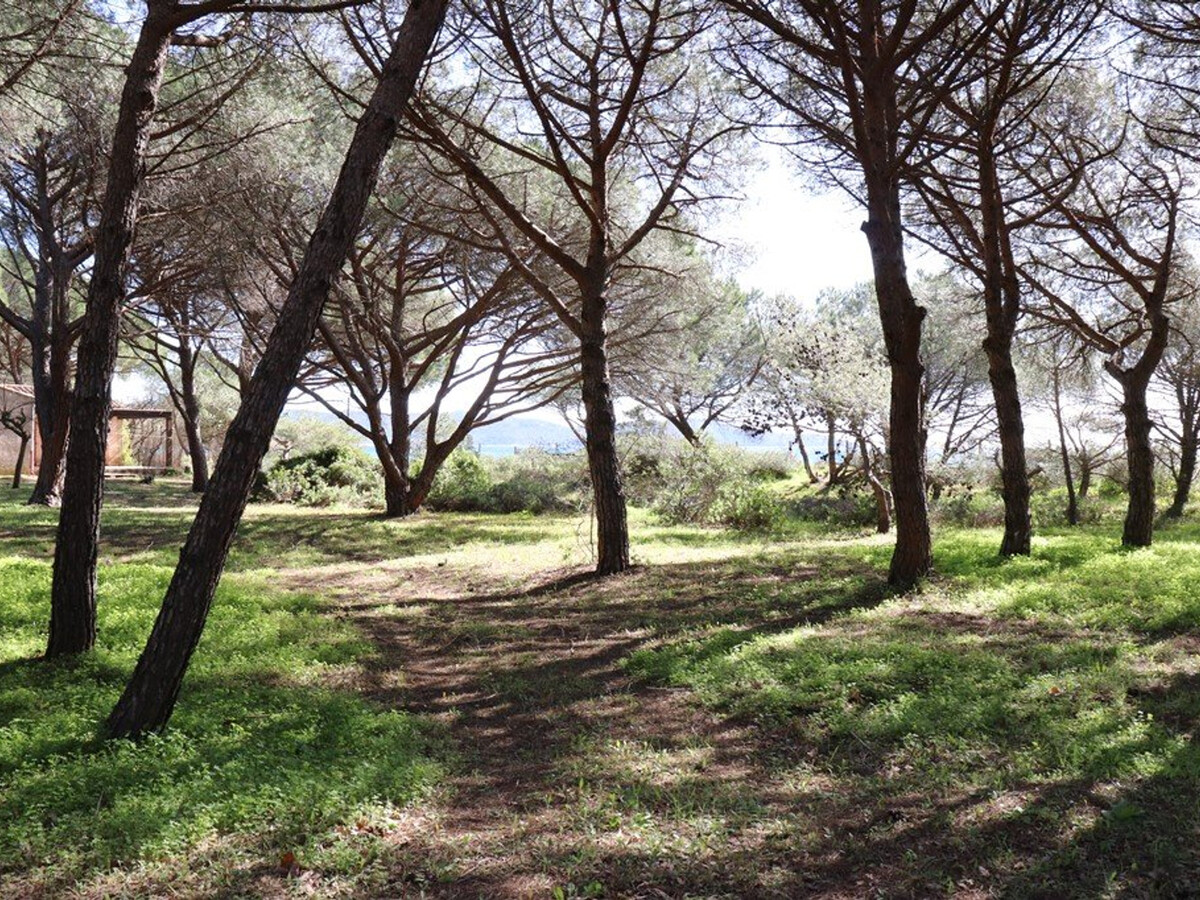 Villa 4 chambres en pinède, accès direct plage à Cavalaire - Photo 5