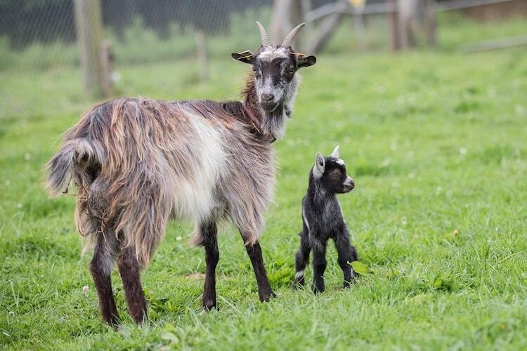 Ancien pressoir du 15e siècle, 12 personnes, 140 hectares - Photo 29