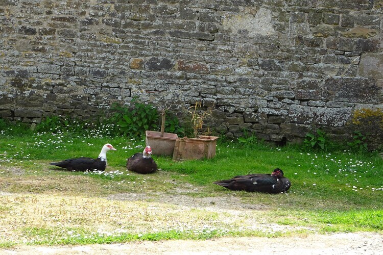 Ancien pressoir du 15e siècle, 12 personnes, 140 hectares - Photo 31