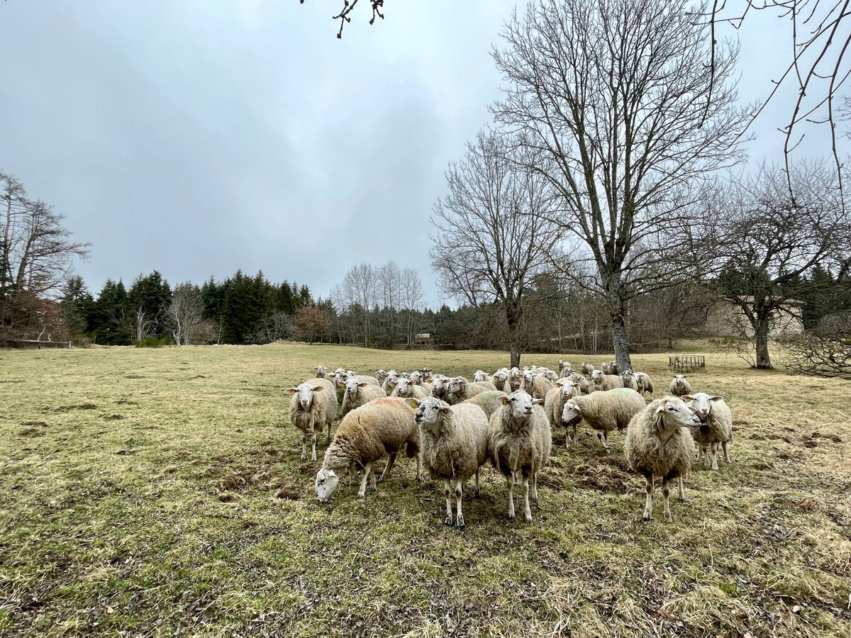 Gîte rénové avec spa couvert à Cistrières - Photo 9