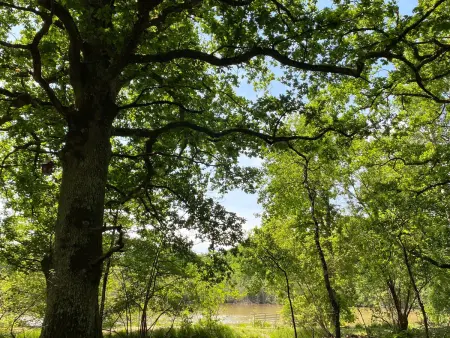 Gîte Sologne 5 pers, étang privé et forêt, proche Orléans : photo 33
