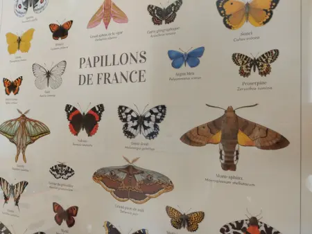 Gîte 10 personnes en Auvergne au départ de randonnées : photo 18