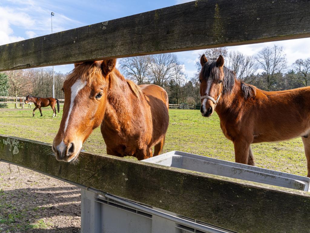 Manoir Secretarishuis : 14 pers, forêt et ferme - Photo 56