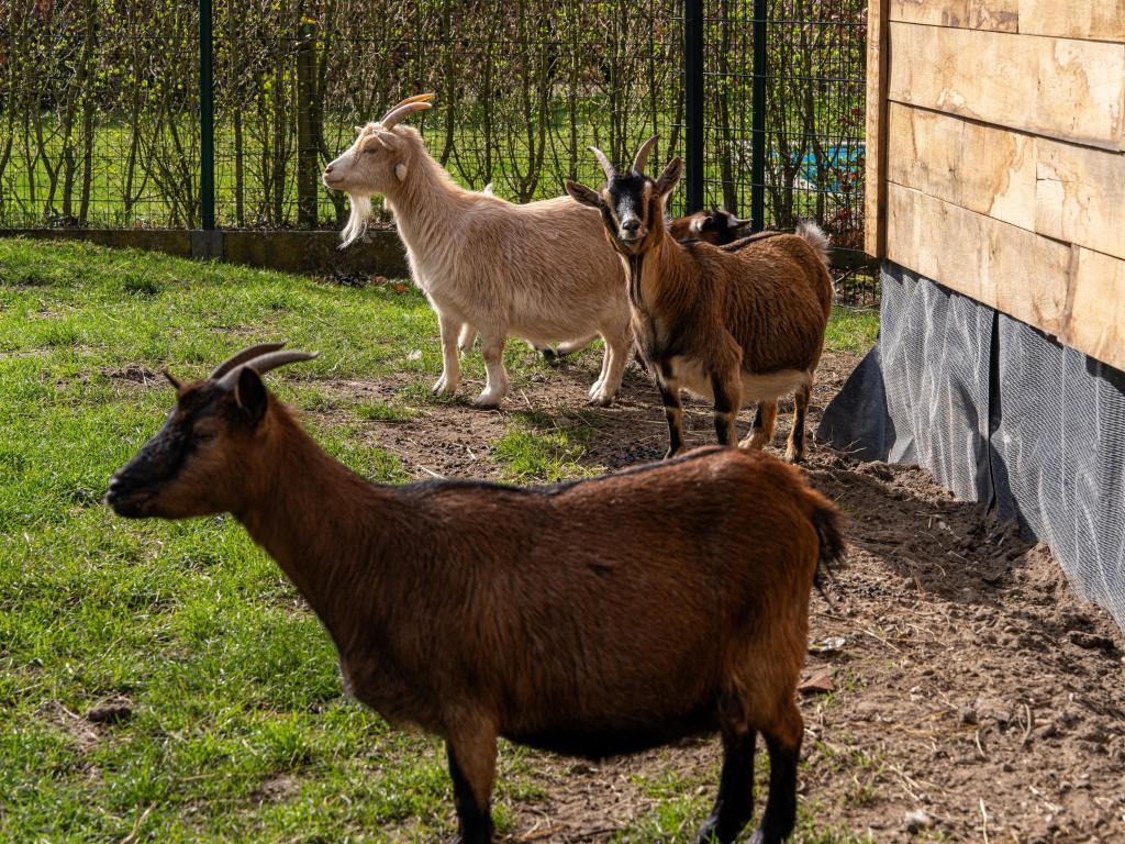Manoir Secretarishuis : 14 pers, forêt et ferme - Photo 60