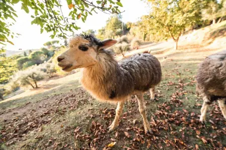 Alpaca, Ferme en Toscane avec piscine près de Pise - Photo 17