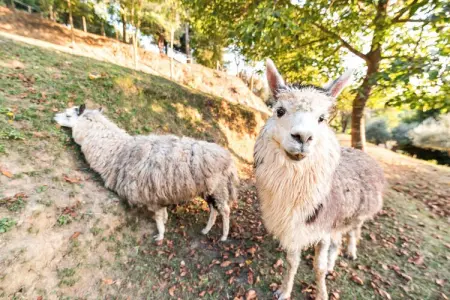 Alpaca, Ferme en Toscane avec piscine près de Pise - Photo 18