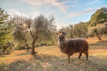 Alpaca, Ferme en Toscane avec piscine près de Pise - Photo 19