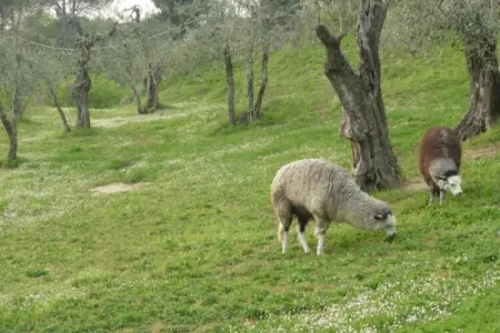 Alpaca, Ferme en Toscane avec piscine près de Pise - Photo 20