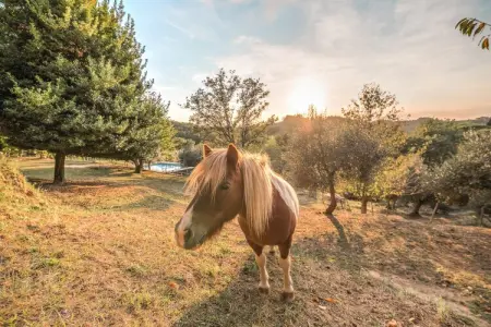 Alpaca, Ferme en Toscane avec piscine près de Pise - Photo 21