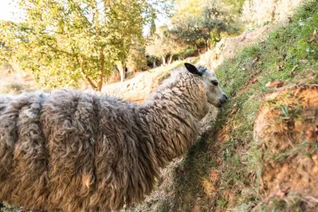 Alpaca, Ferme en Toscane avec piscine près de Pise - Photo 22