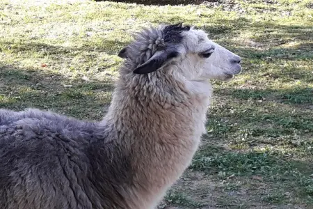 Alpaca, Ferme en Toscane avec piscine près de Pise - Photo 23