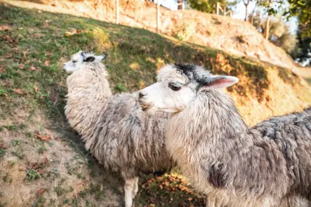 Alpaca, Ferme en Toscane avec piscine près de Pise - Photo 24