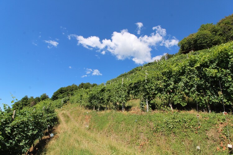 Riva dei Tor, Maison à Veneto avec vignobles de Prosecco - Photo 27