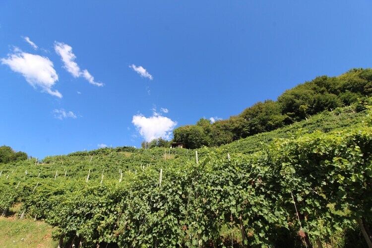Riva dei Tor, Maison à Veneto avec vignobles de Prosecco - Photo 29
