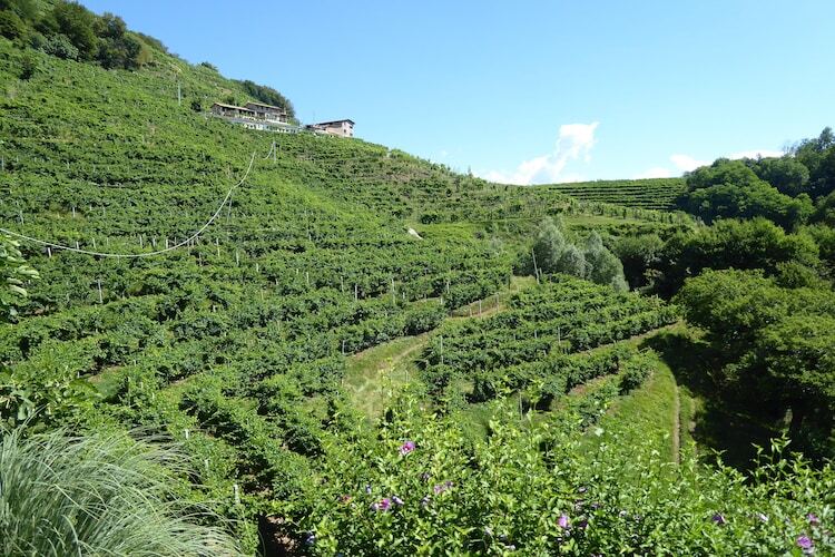 Riva dei Tor, Maison à Veneto avec vignobles de Prosecco - Photo 31
