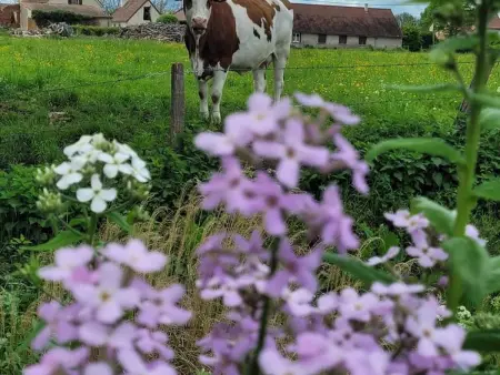 Charmante Maison Bourbonnaise du XVIIIe avec Animaux Acceptés - Photo 20