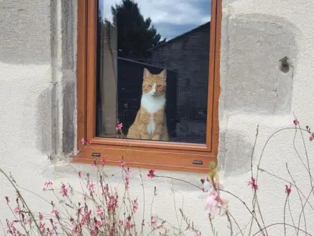Charmante Maison Bourbonnaise du XVIIIe avec Animaux Acceptés - Photo 28