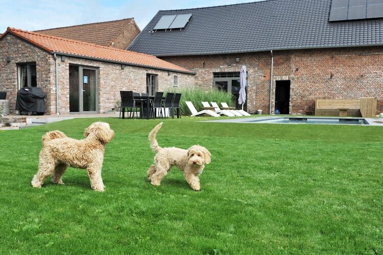 Het Vuchterhof – Gîte 2 pers. à Maasmechelen - Photo 25