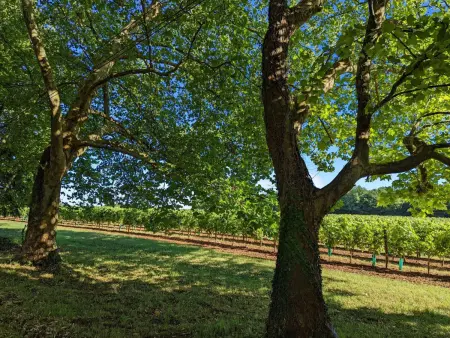 Gîte charmant au cœur d'un château historique avec parc, proche de Cognac, idéal famille et nature - Photo 31