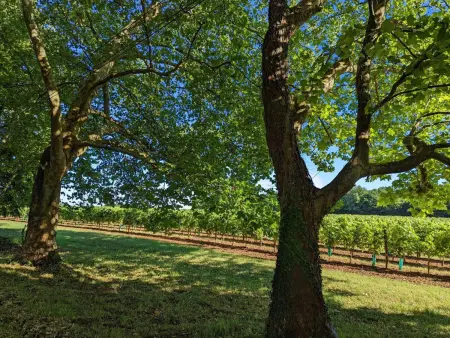 Gîte de charme près de Cognac avec vélos et jardin - Photo 25