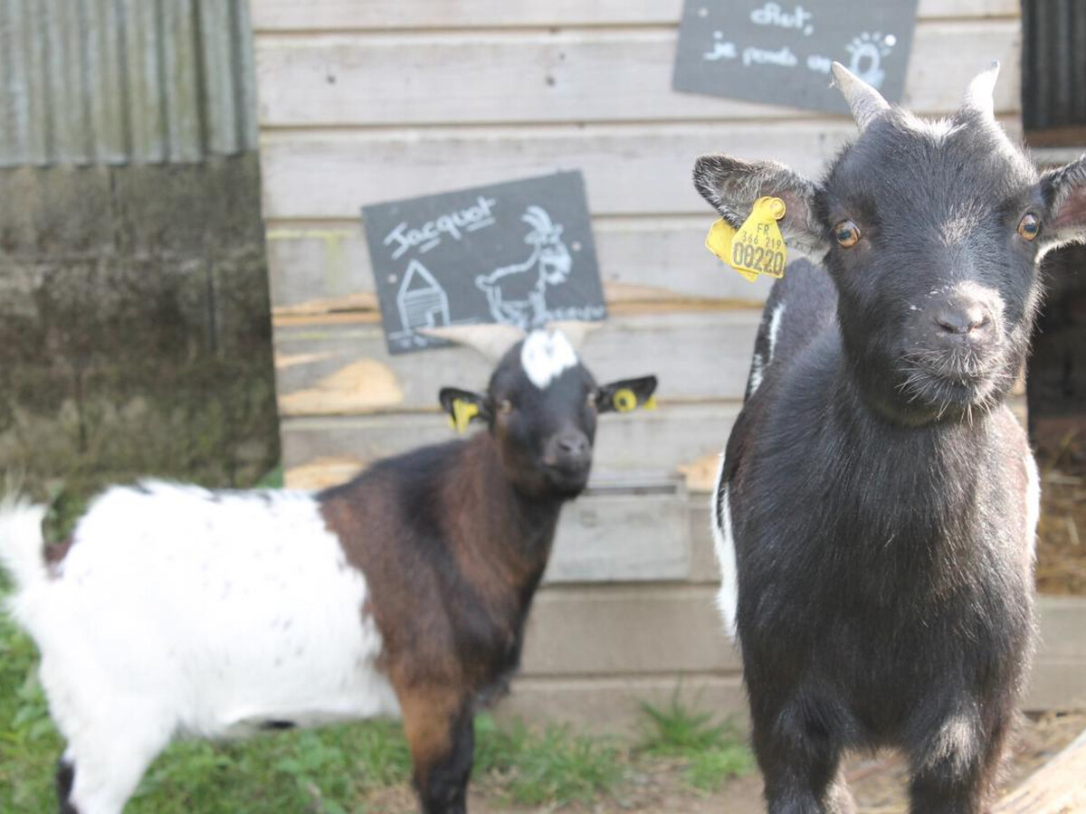 Gîte Normand 6 pers. avec jardin et jeux, animaux ok - Photo 20