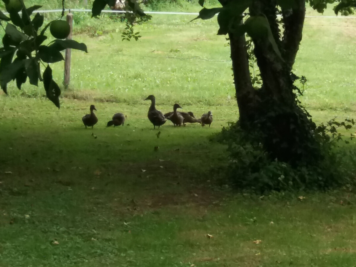 Gîte 11 pers. près du zoo de Beauval, cour privative - Photo 27