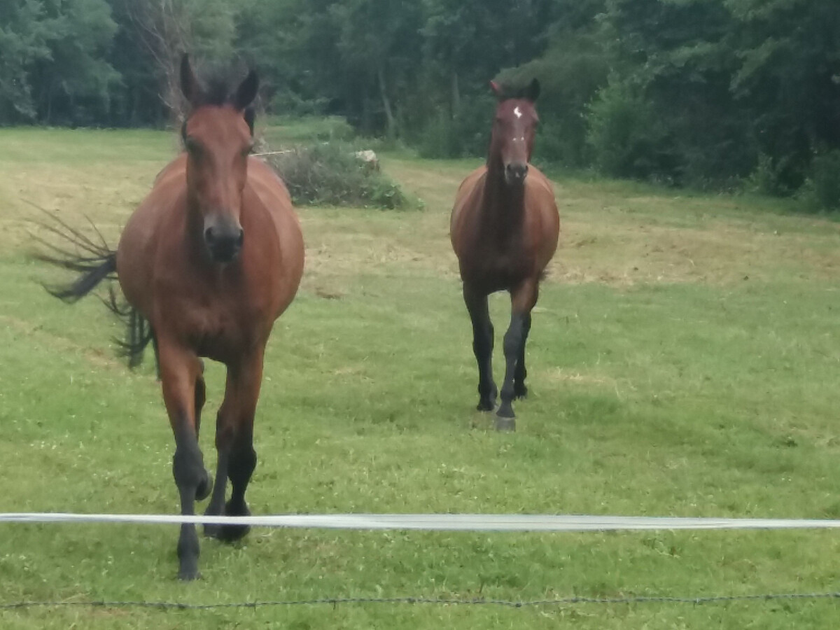 Gîte 11 pers. près du zoo de Beauval, cour privative - Photo 29