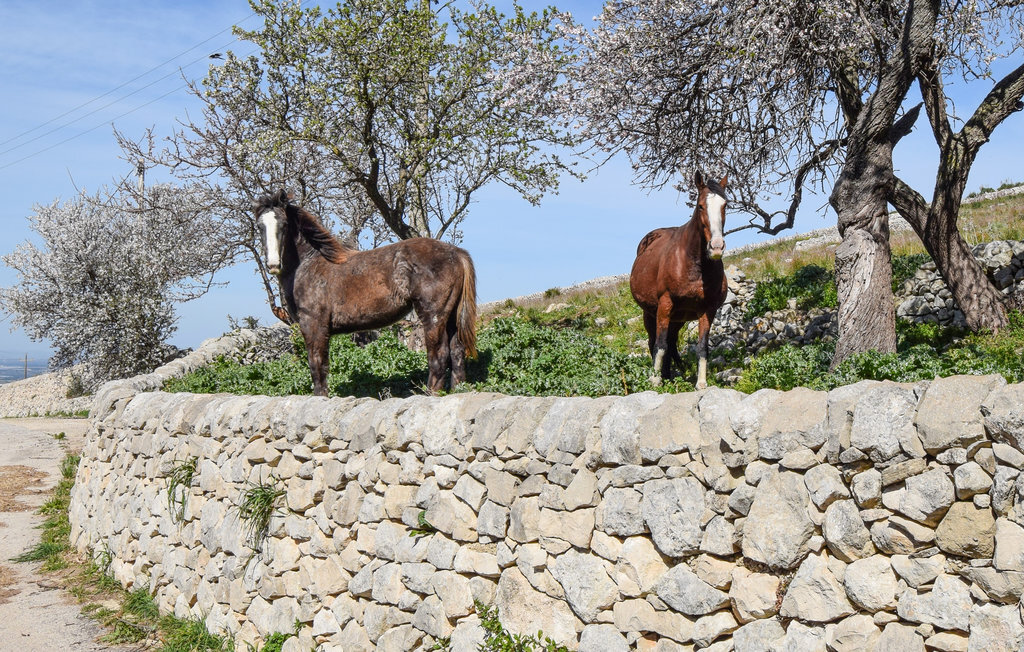 Ancienne ferme 15 personnes avec piscine à Ragusa - Photo 49