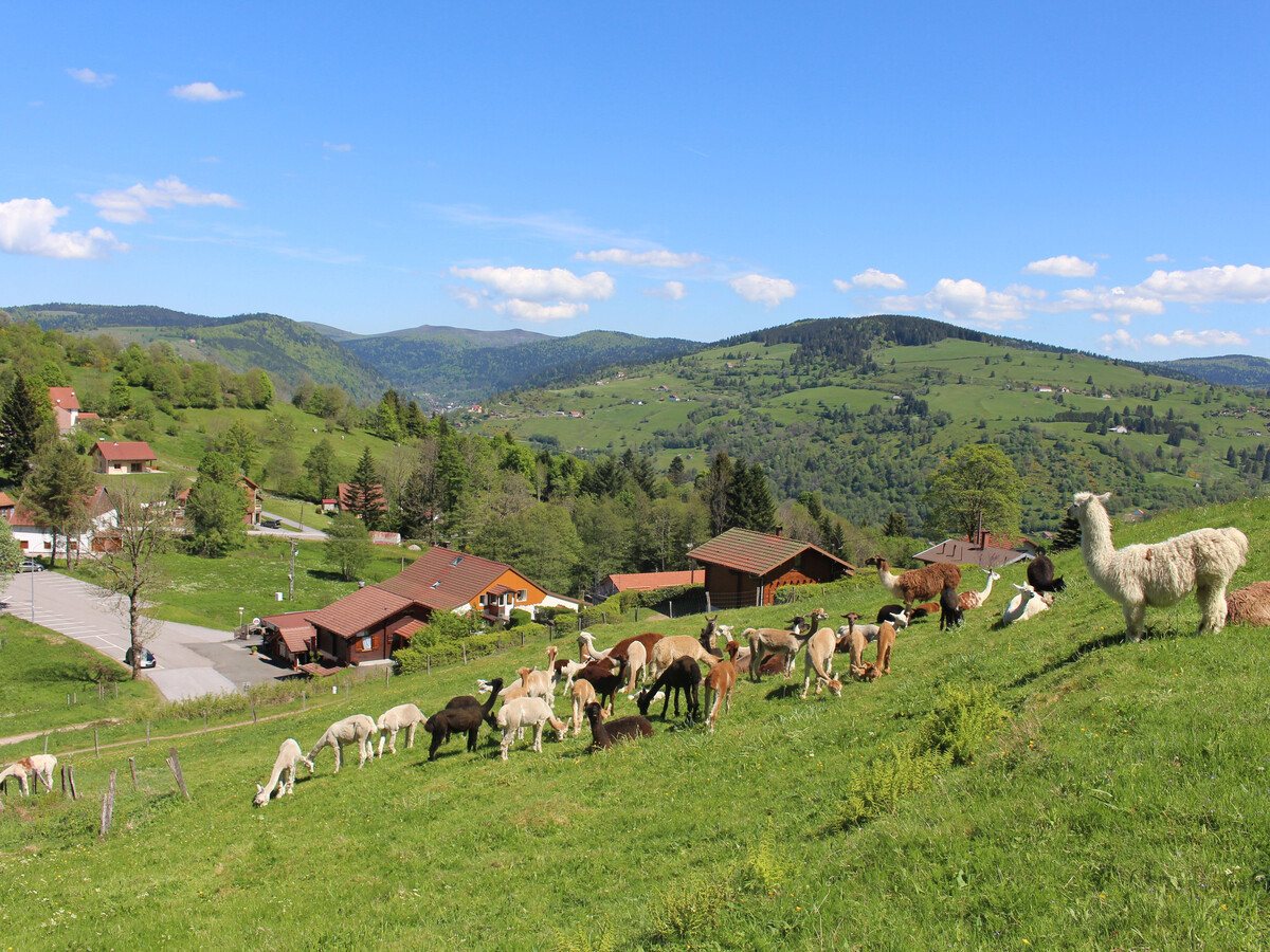 Chalet 5 pers. à La Bresse, randonnées et lamas - Photo 1