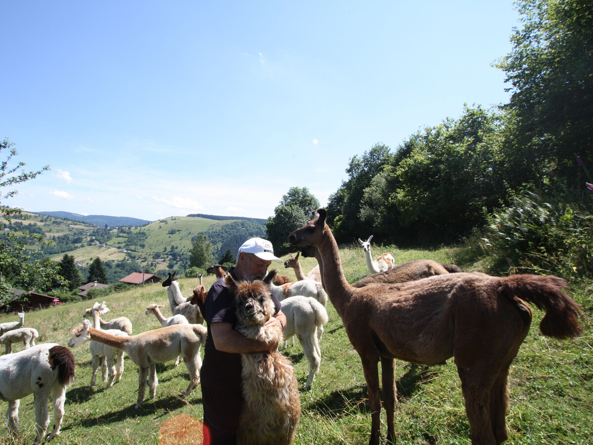 Chalet 5 pers. à La Bresse, randonnées et lamas - Photo 23