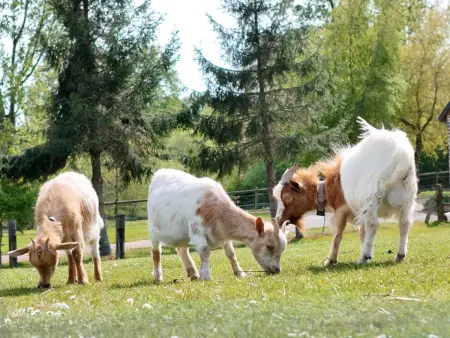 Maison traditionnelle restaurée - Animaux acceptés, WIFI, Jardin clos - Photo 19