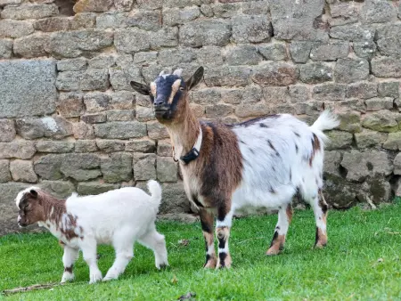 Maison traditionnelle restaurée - Animaux acceptés, WIFI, Jardin clos - Photo 21