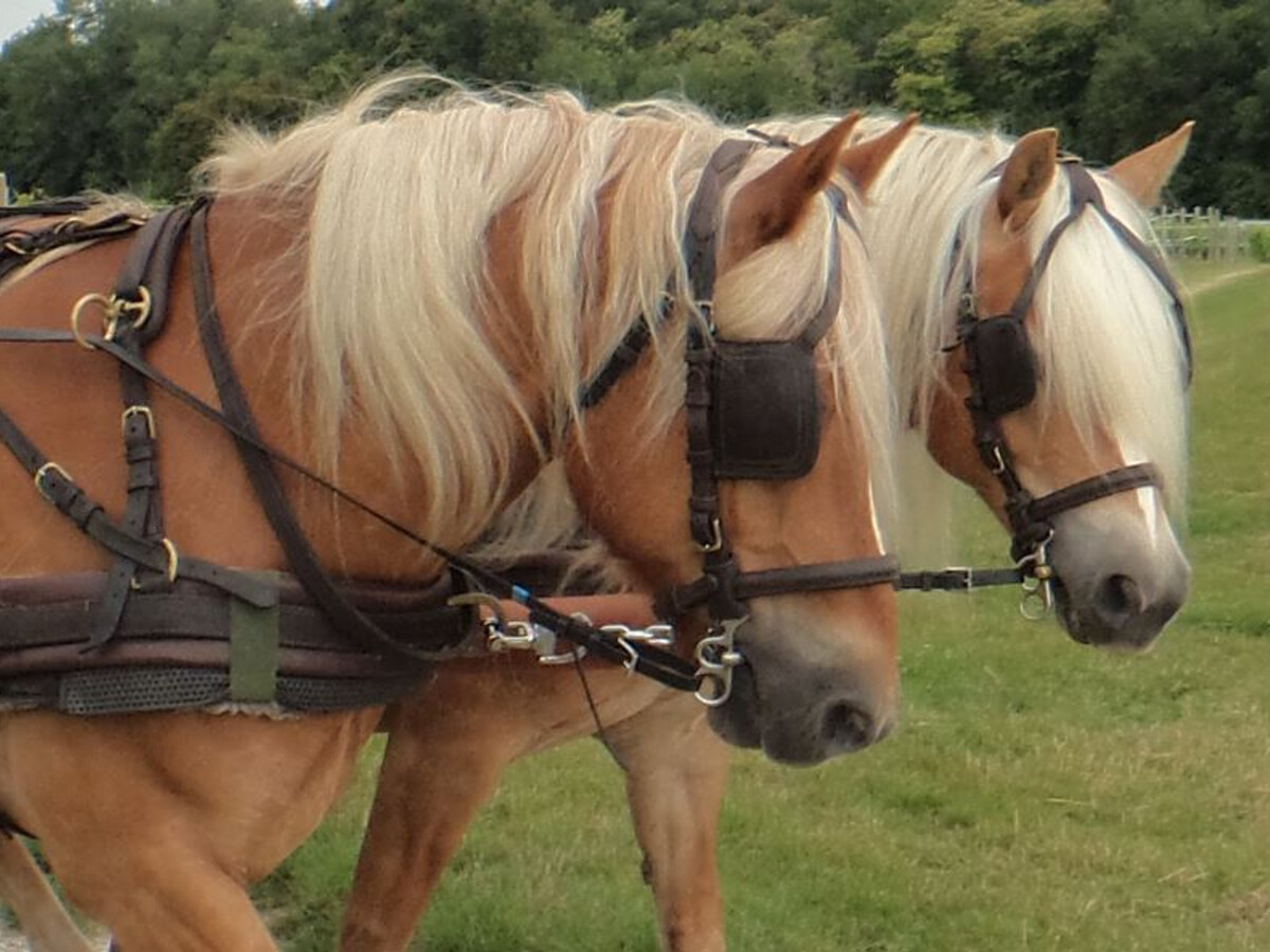 Gite Charentais 4 pers. avec Jardin Clos et Accueil Chevaux - Photo 29