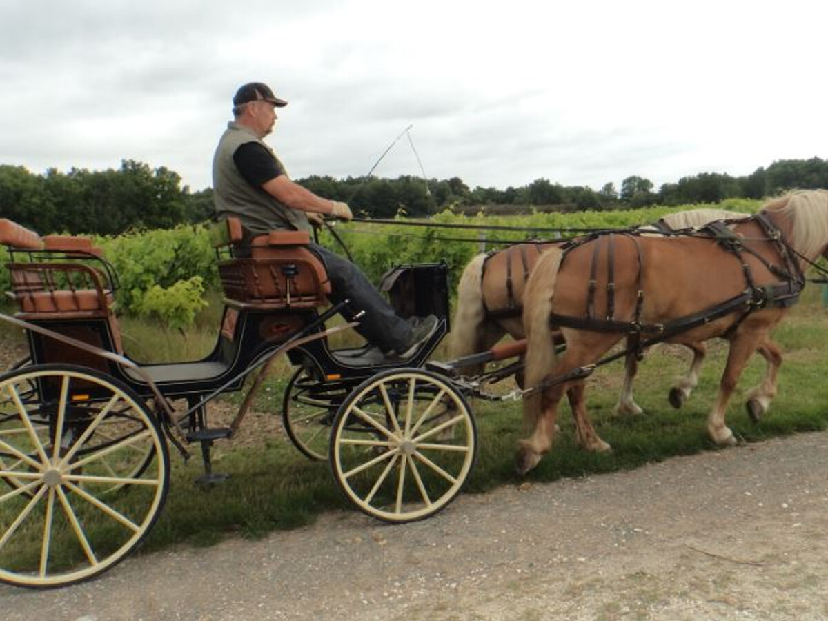 Gite Charentais 4 pers. avec Jardin Clos et Accueil Chevaux - Photo 31