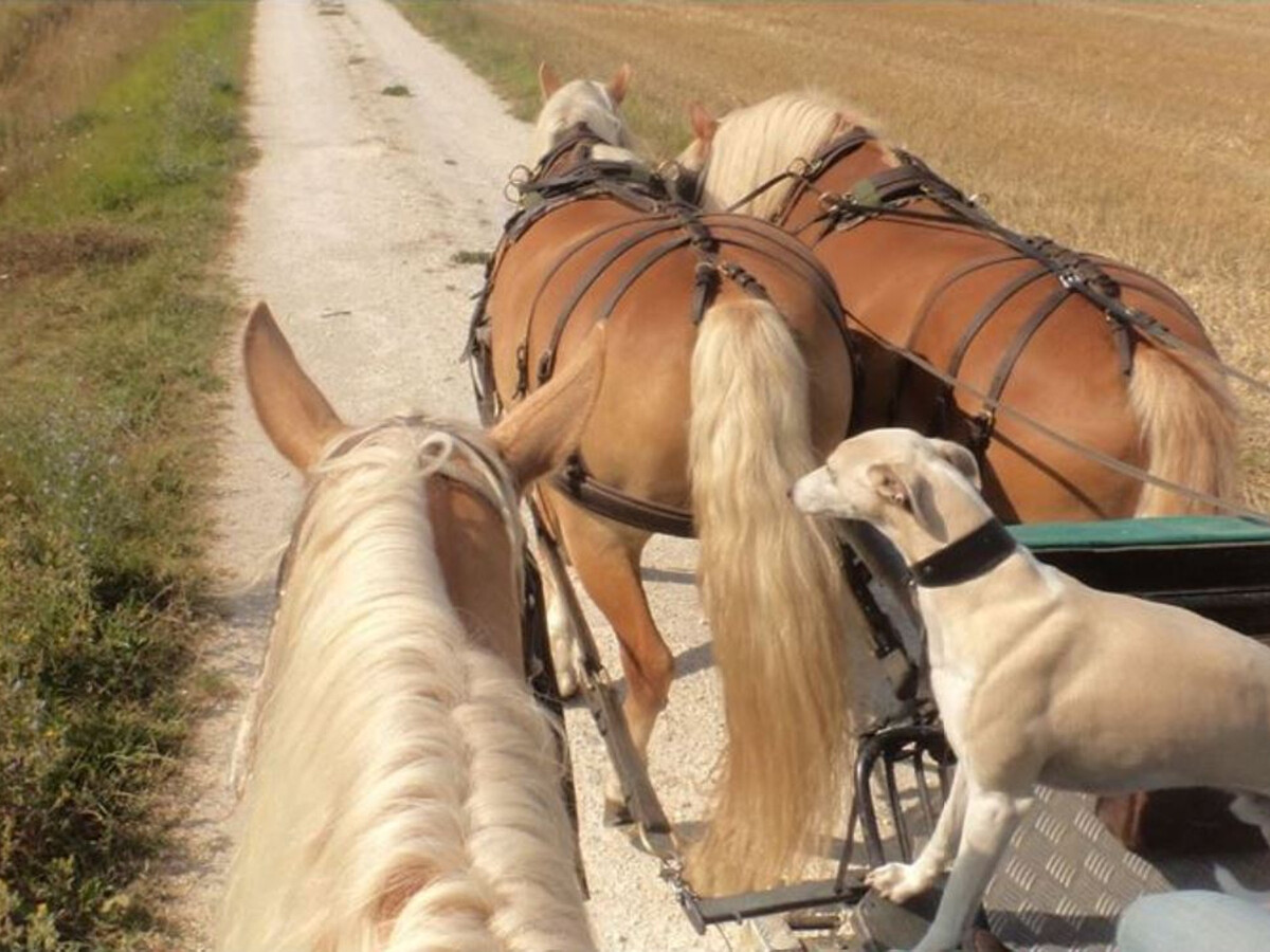 Gite Charentais 4 pers. avec Jardin Clos et Accueil Chevaux - Photo 32