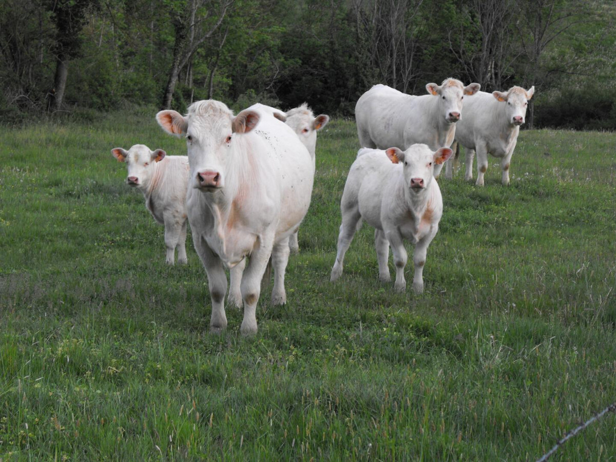 Deux gîtes communicants en ferme XVIIIe, 11 pers., cheminée - Photo 32