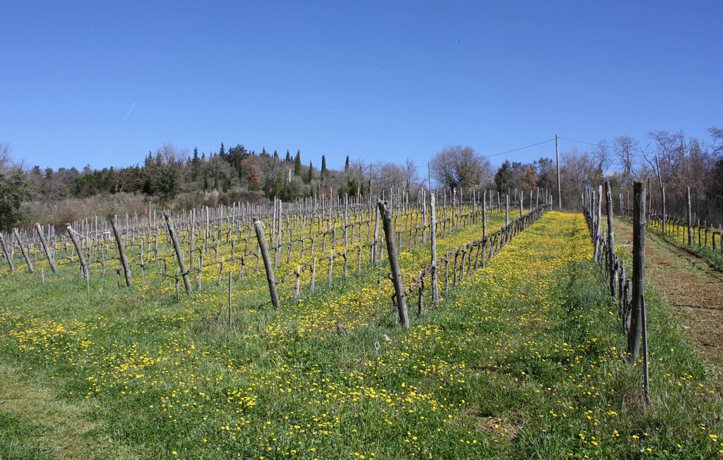Maison 12 personnes à Gaiole in Chianti - Photo 47