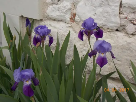 Gîte 5 pers. à Huismes, cour fermée près de Chinon : photo 29