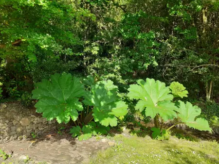 Gîte 10 pers. en pierre avec terrain 3000m² à Héauville : photo 13