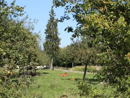 Charmante maison avec jardin, haut débit, près de Bagnoles de l'Orne - Photo 25