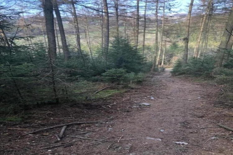 Les Hirondelles : maison 8 personnes en forêt ardennaise - Photo 32