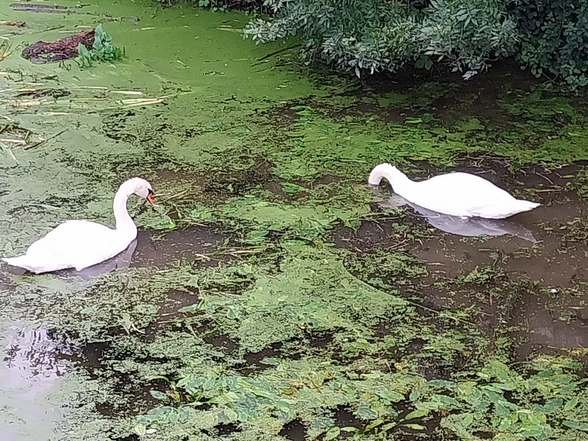 Gîte au Marais Poitevin avec barques, canoës et pédalo - Photo 26